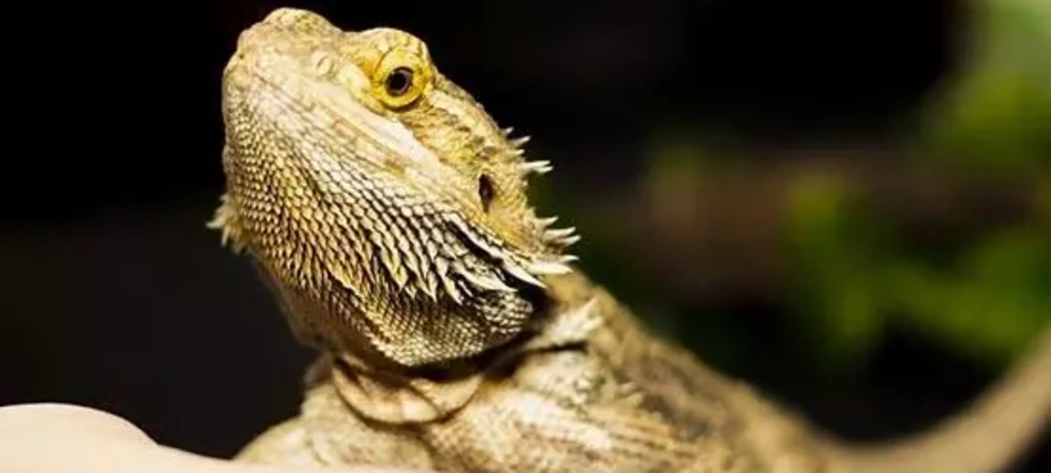 Apophis, Bearded Dragon